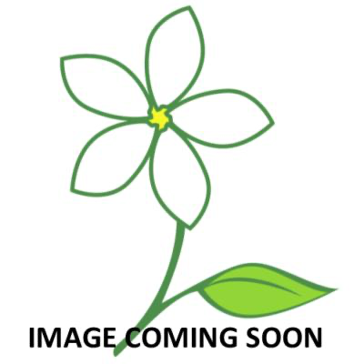 An item image placeholder
