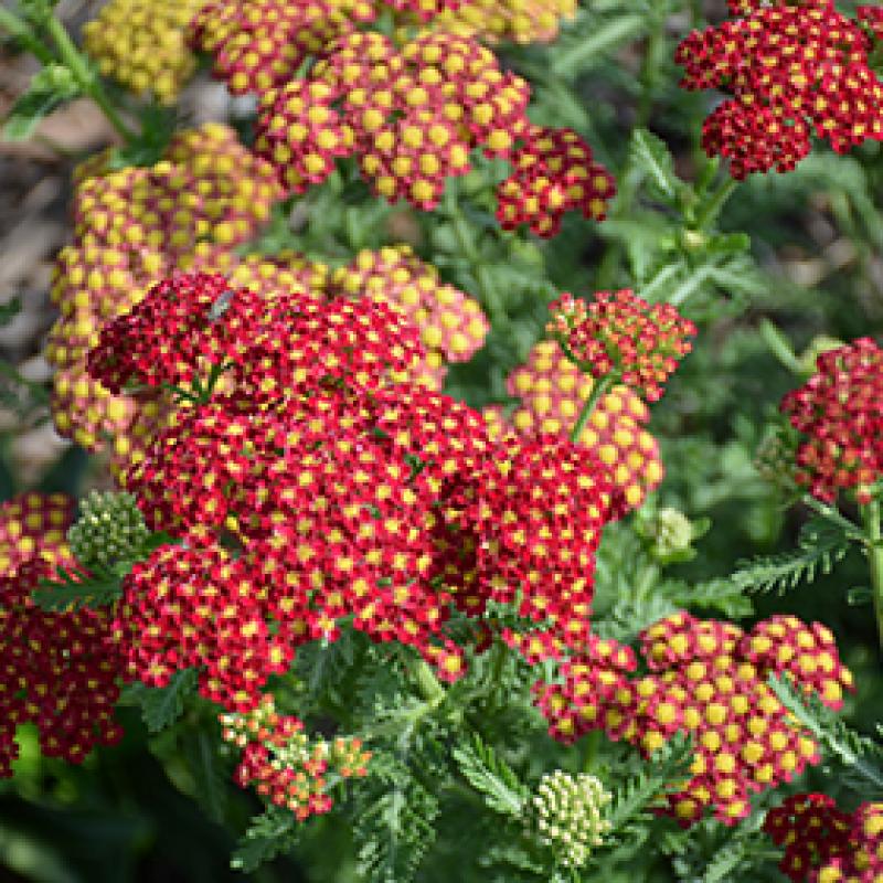 Gemmell's Garden Centre Achillea M.yarrow Terra Cotta 1 Gallon
